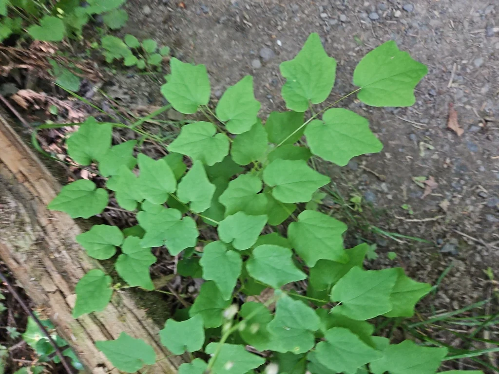Vancouveria Hexandra