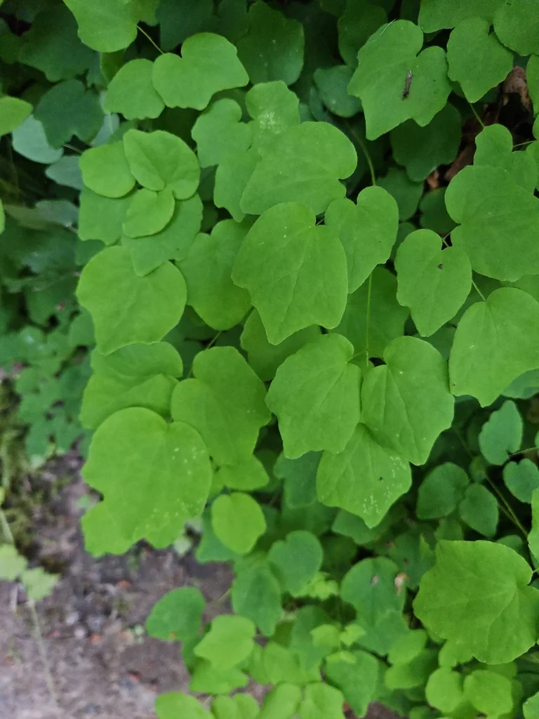 Vancouveria Hexandra