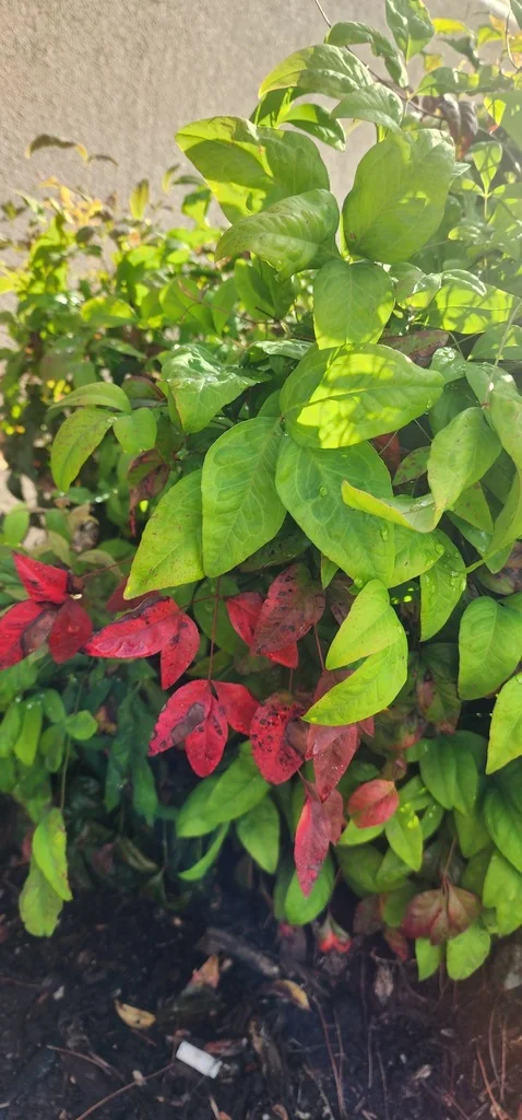 Nandina Domestica