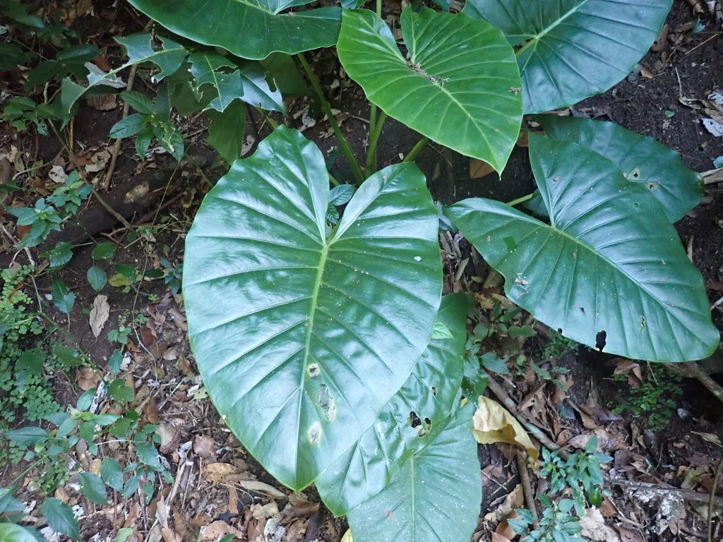 Alocasia amazonica
