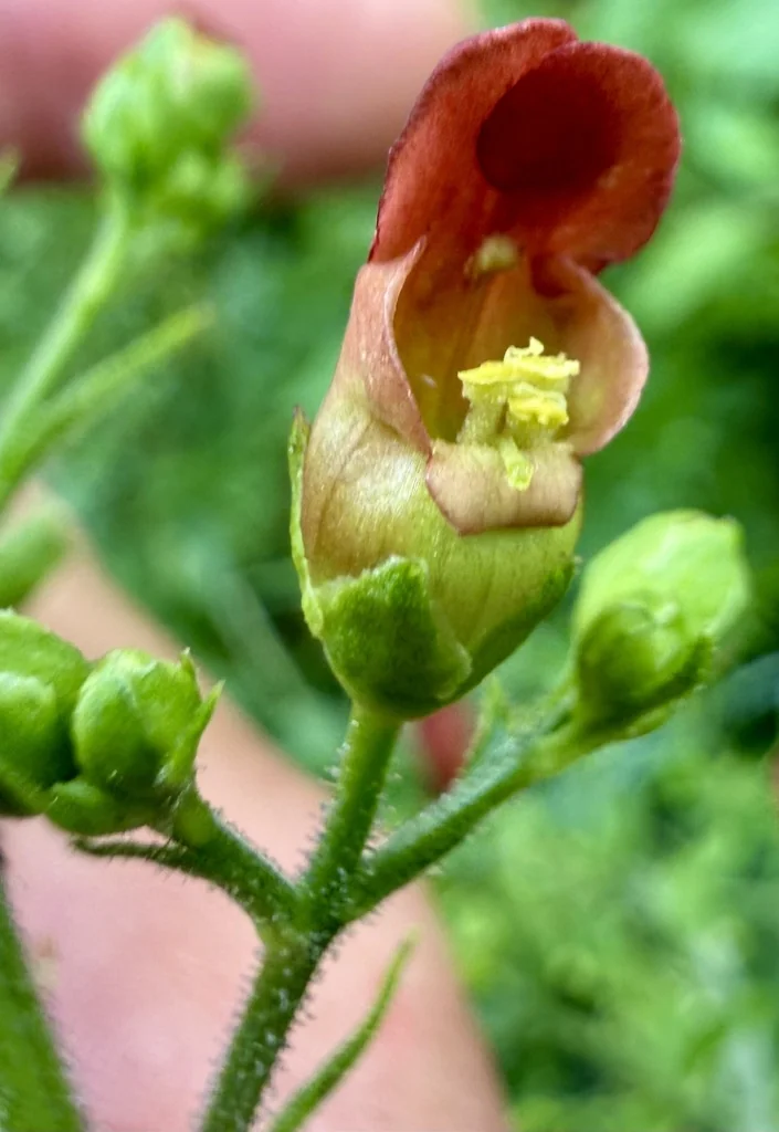 Scrophularia Californica