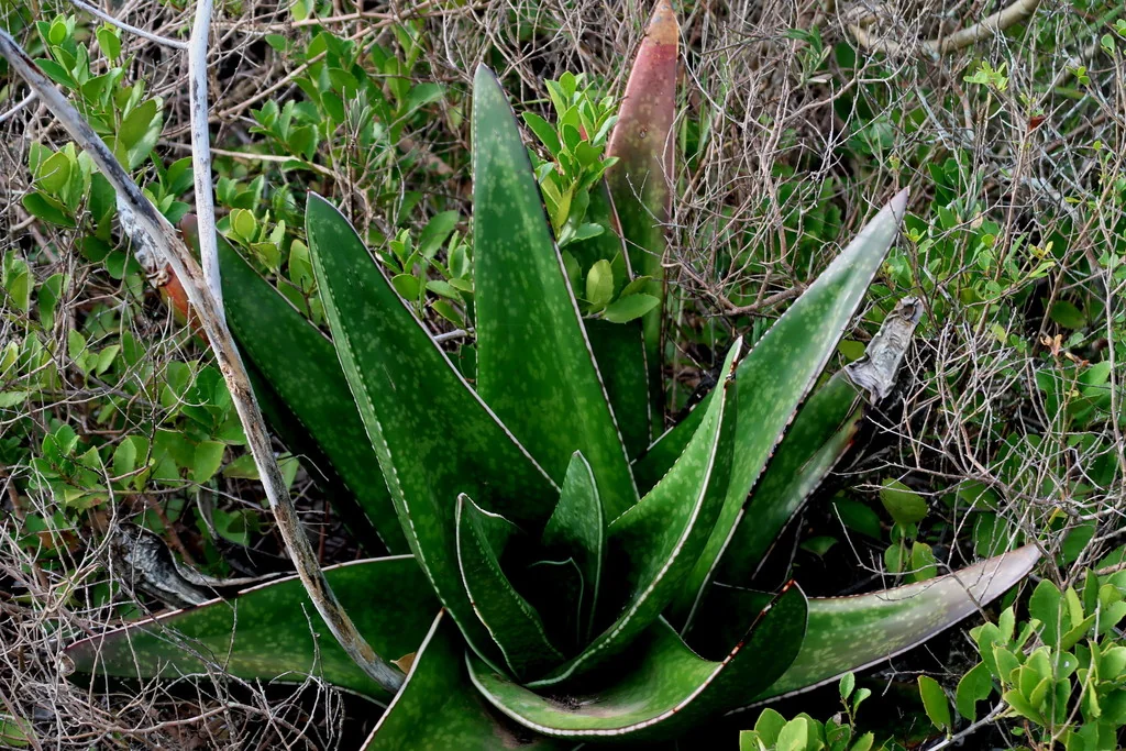 Gasteria Acinacifolia