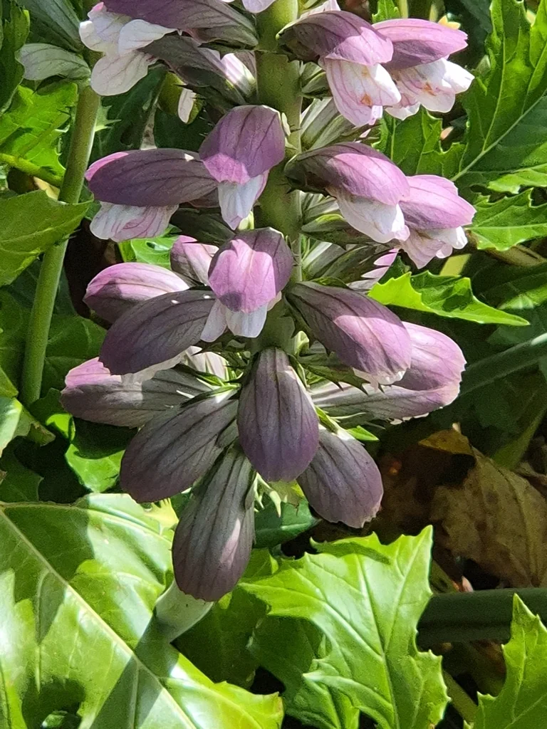 Acanthus Mollis