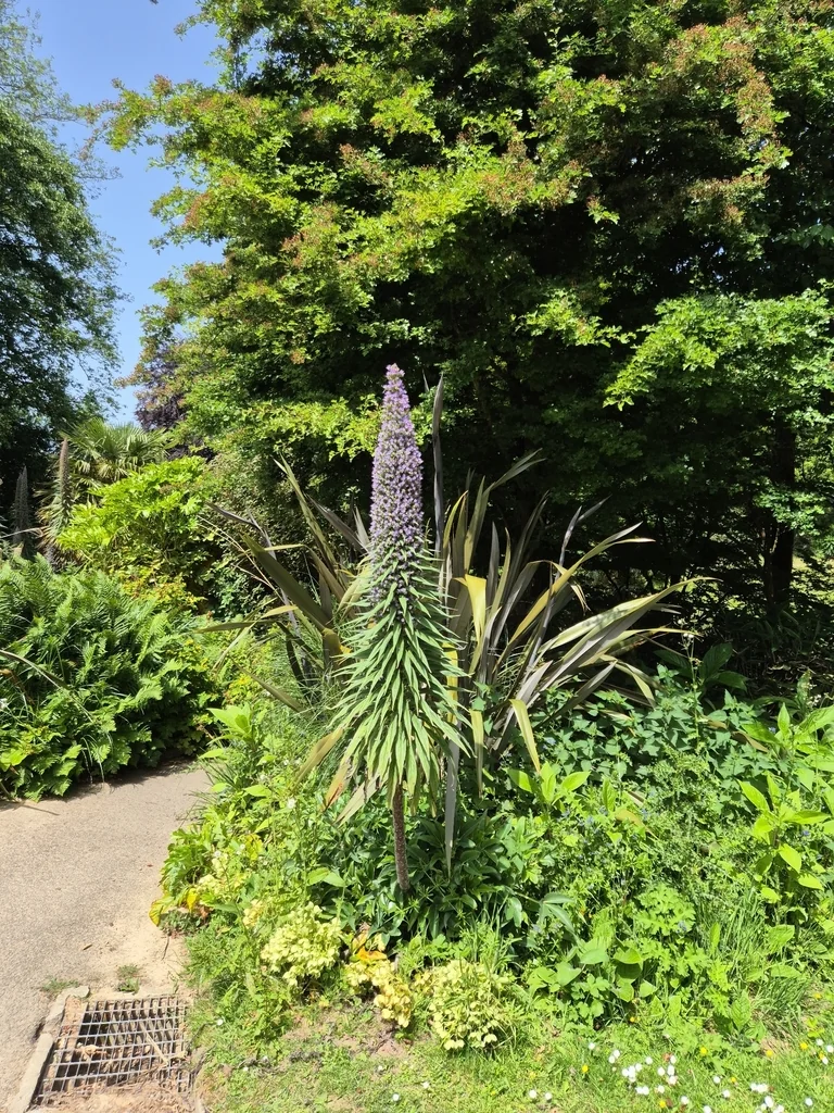 Echium Pininana