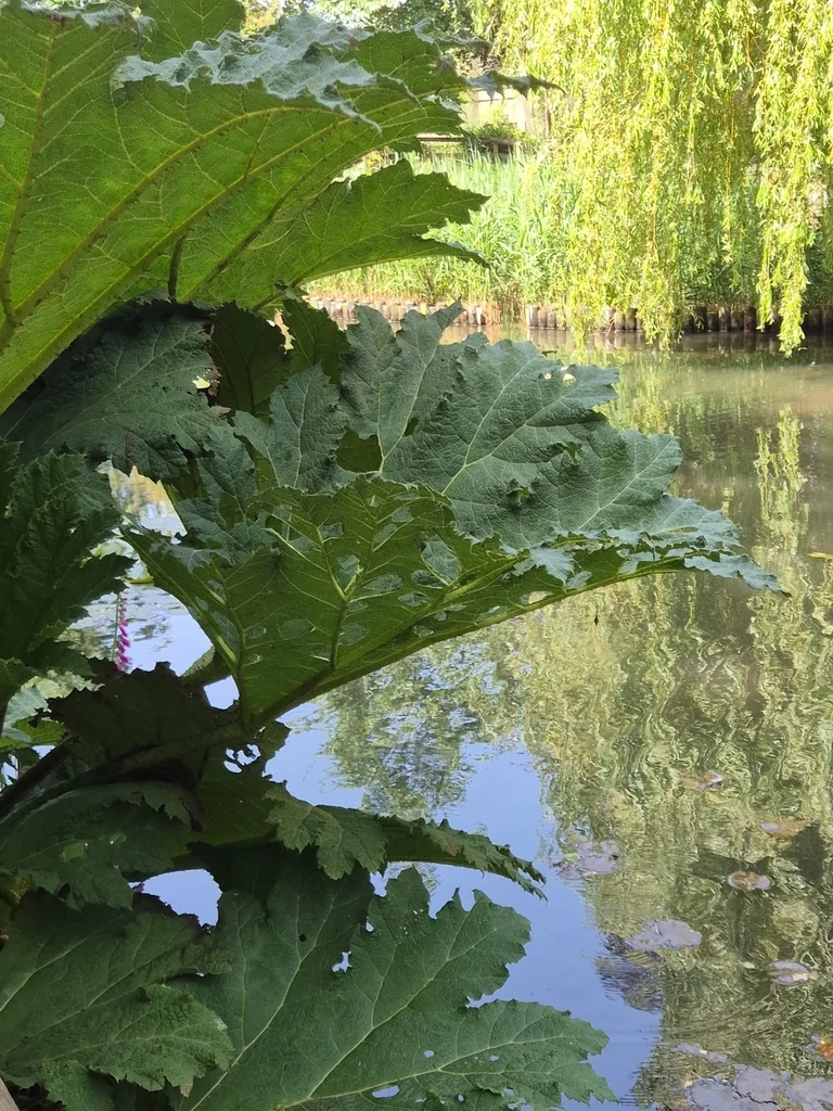 Gunnera Tinctoria