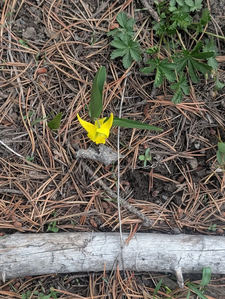 Erythronium Grandiflorum