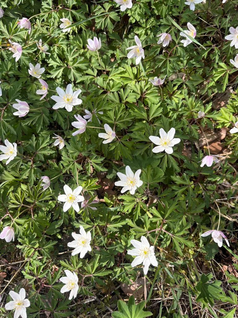 Anemone Nemorosa