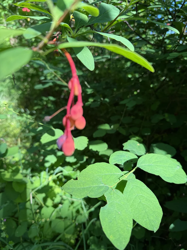 Oemleria Cerasiformis