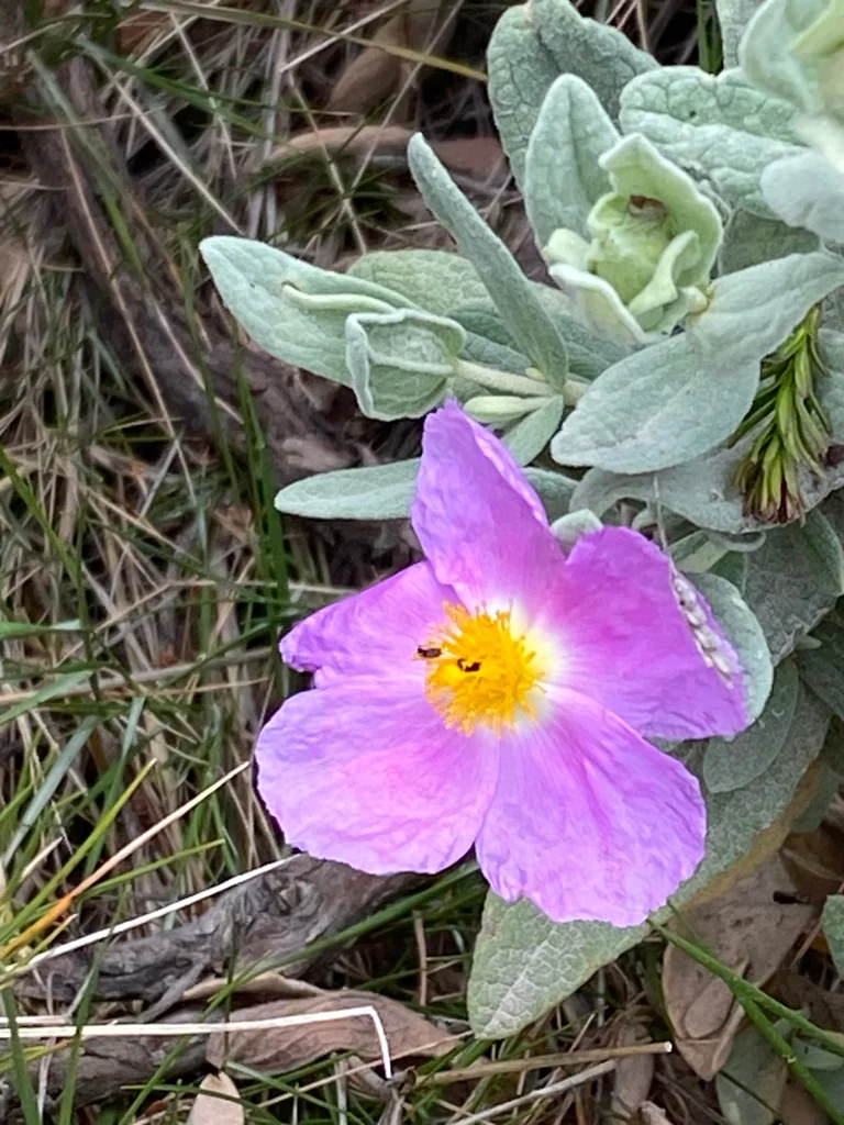 Cistus Albidus