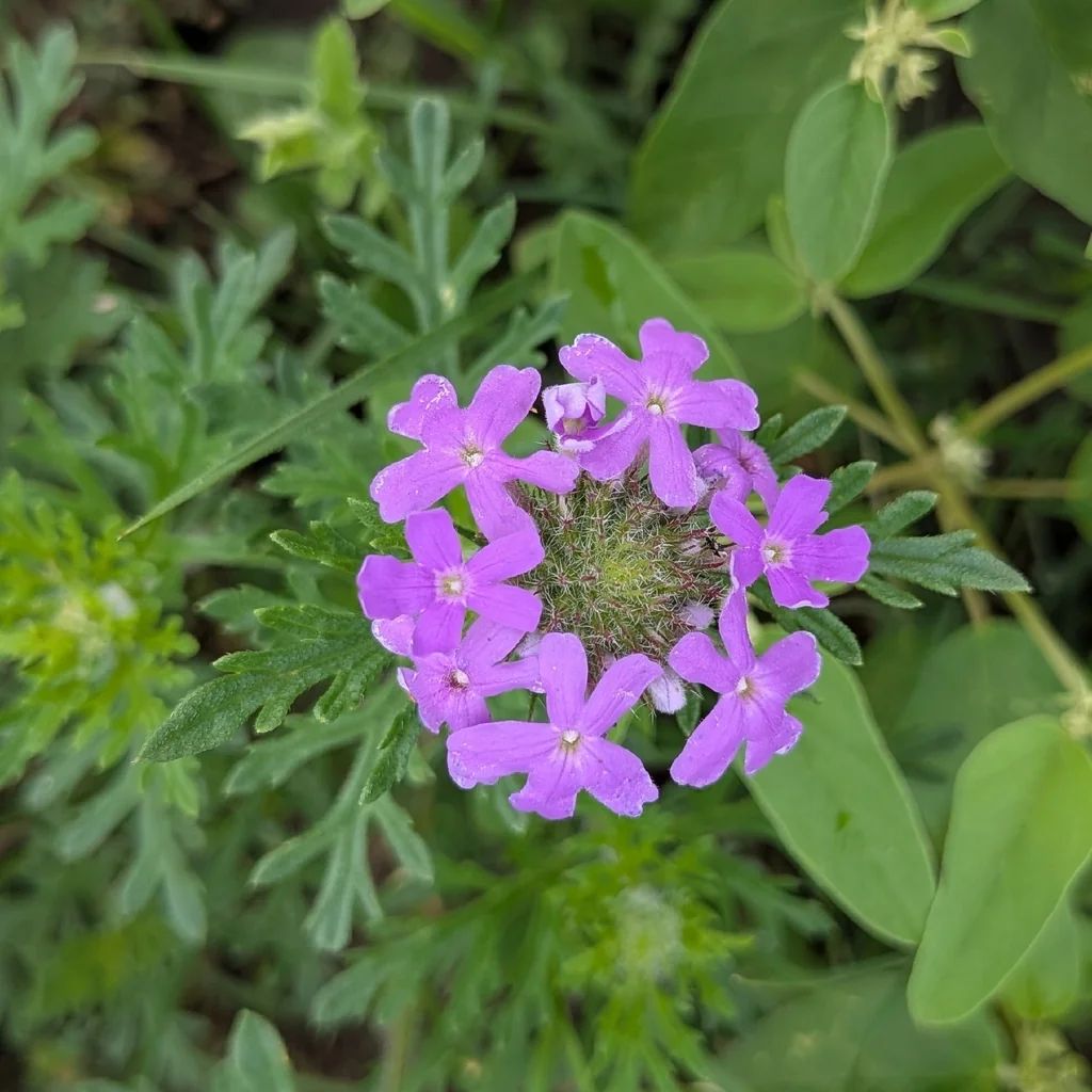 Glandularia Bipinnatifida