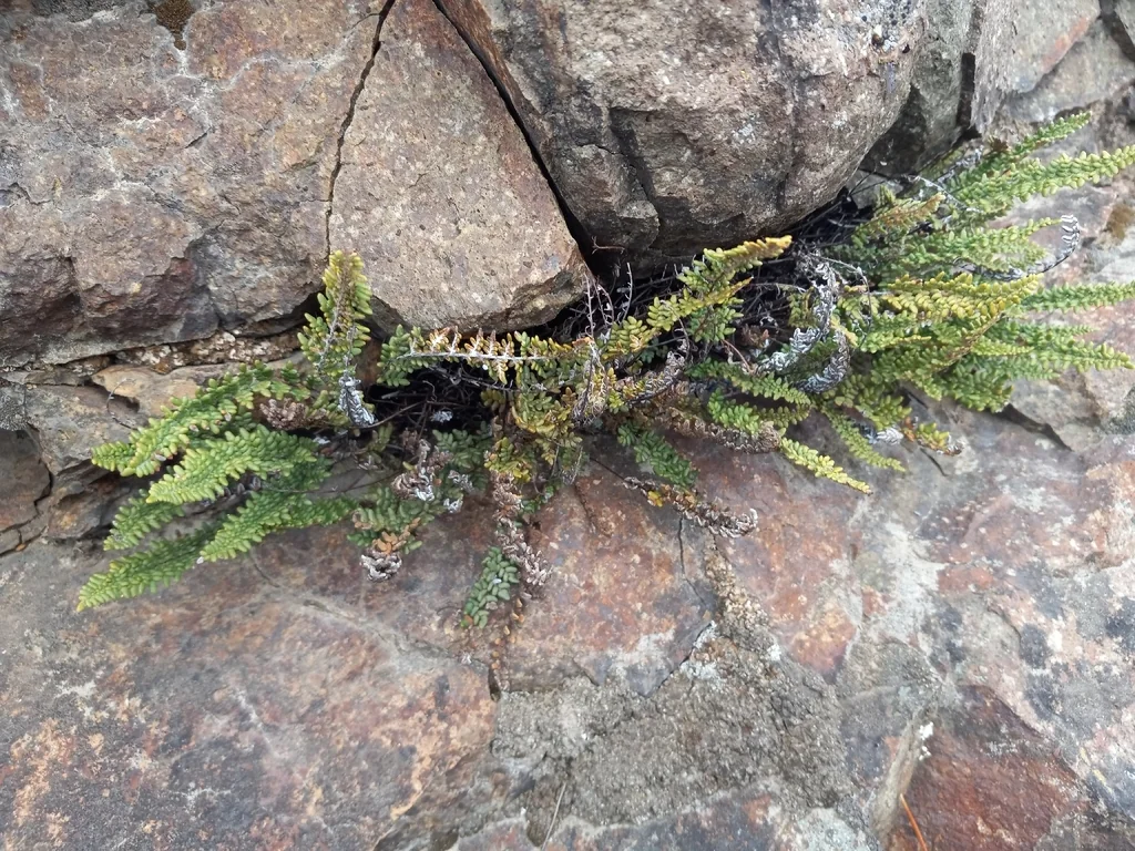 Myriopteris Covillei