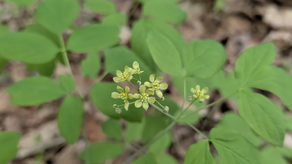 Caulophyllum Thalictroides