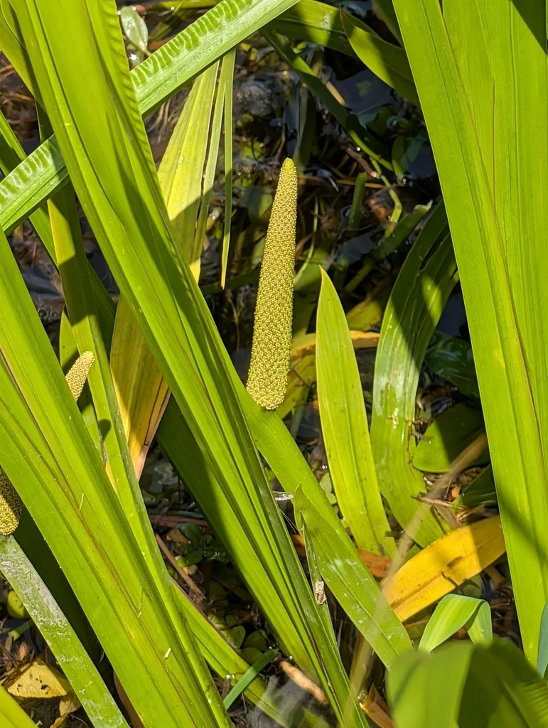 Acorus Calamus