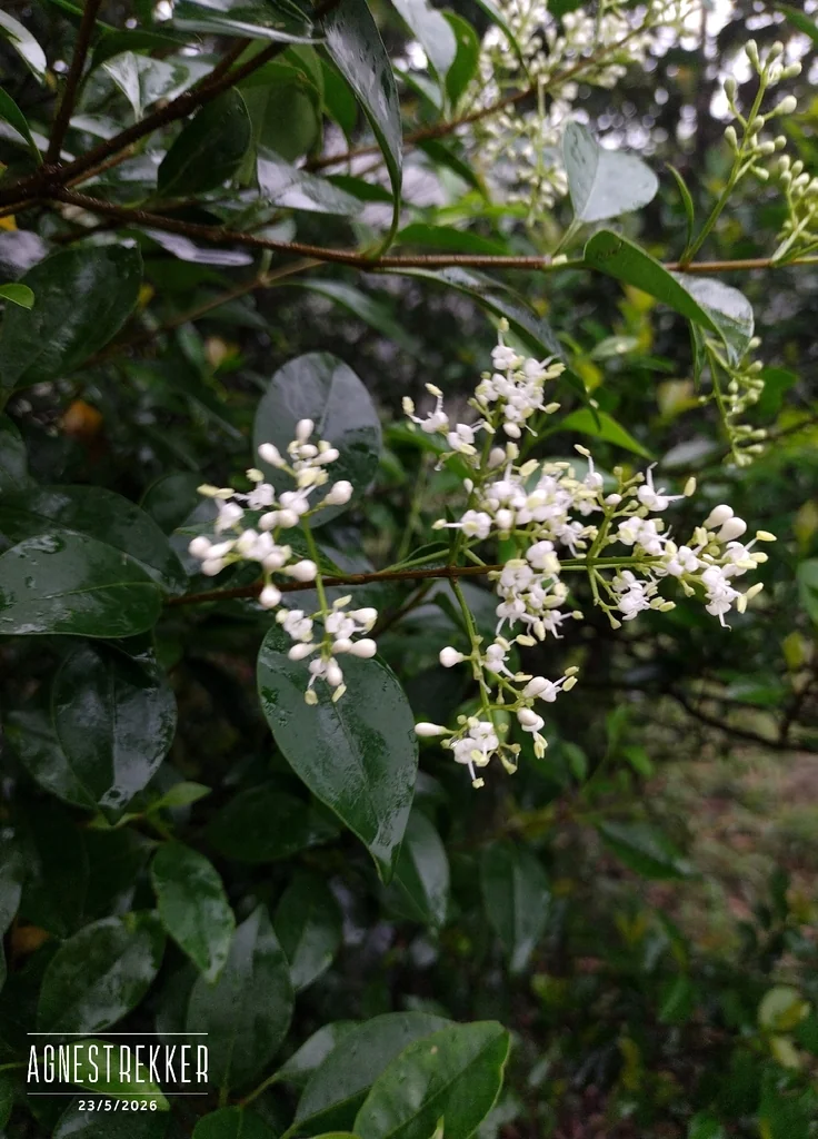Ligustrum Japonicum