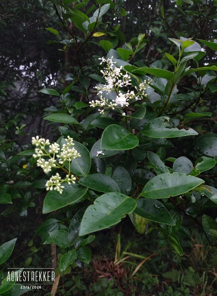 Ligustrum Japonicum