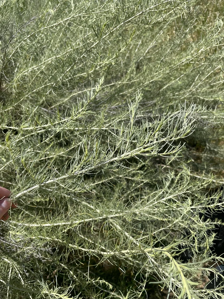 Artemisia Californica
