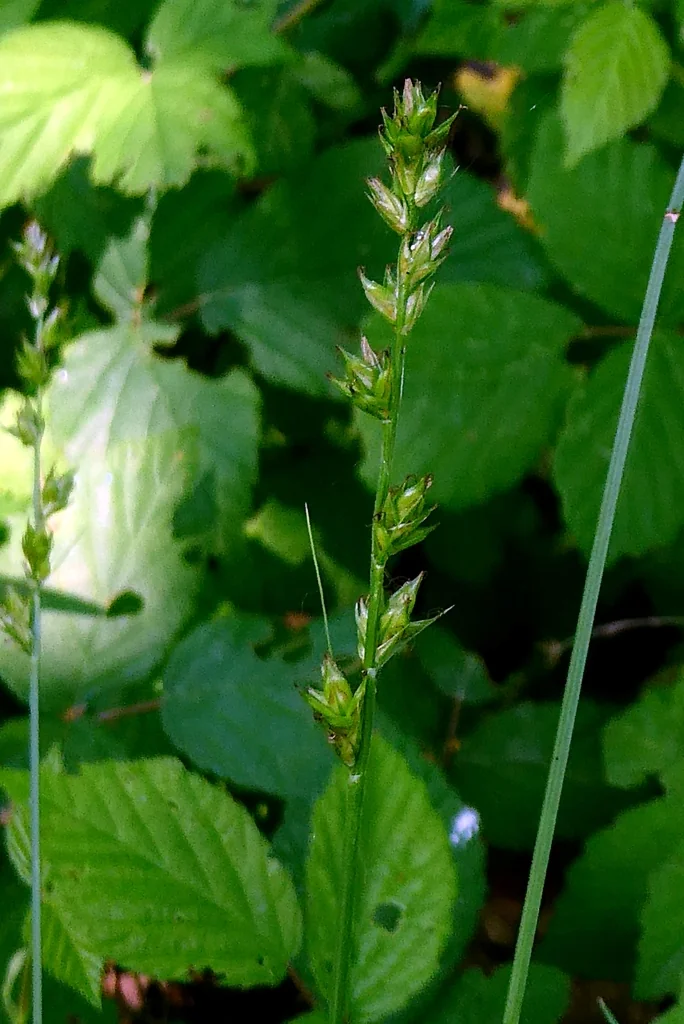 Carex Divulsa