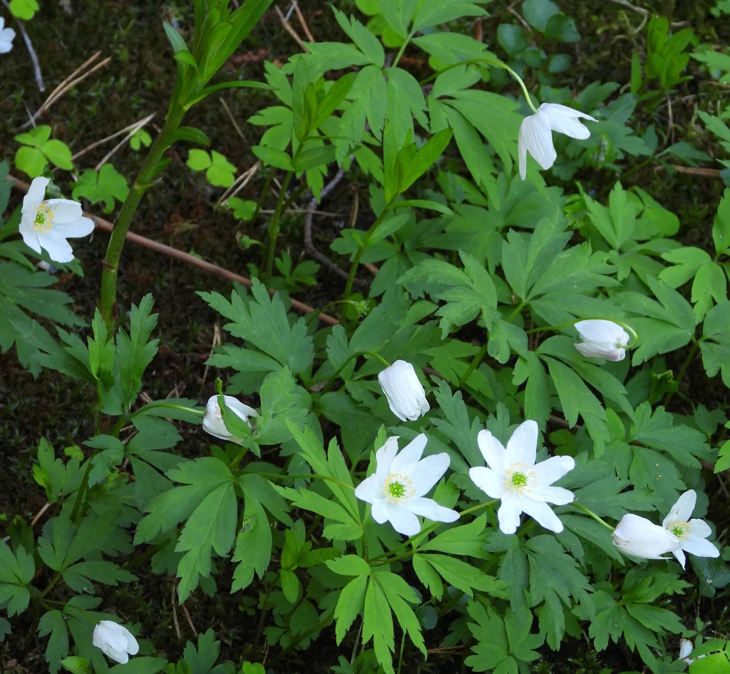 Anemone Nemorosa