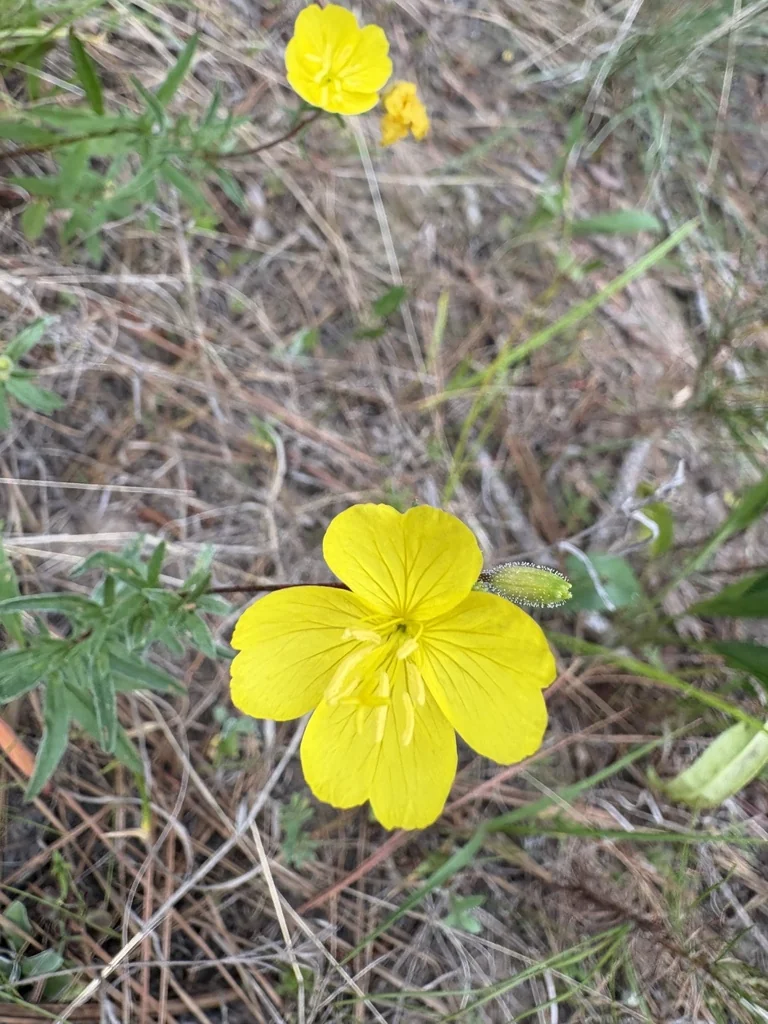Oenothera Fruticosa