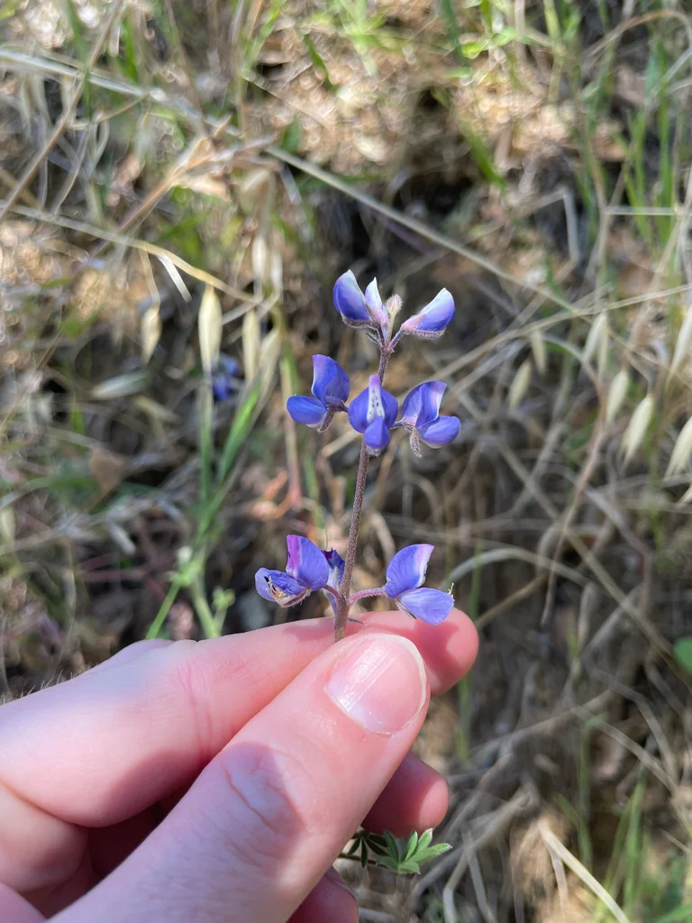 Lupinus Bicolor