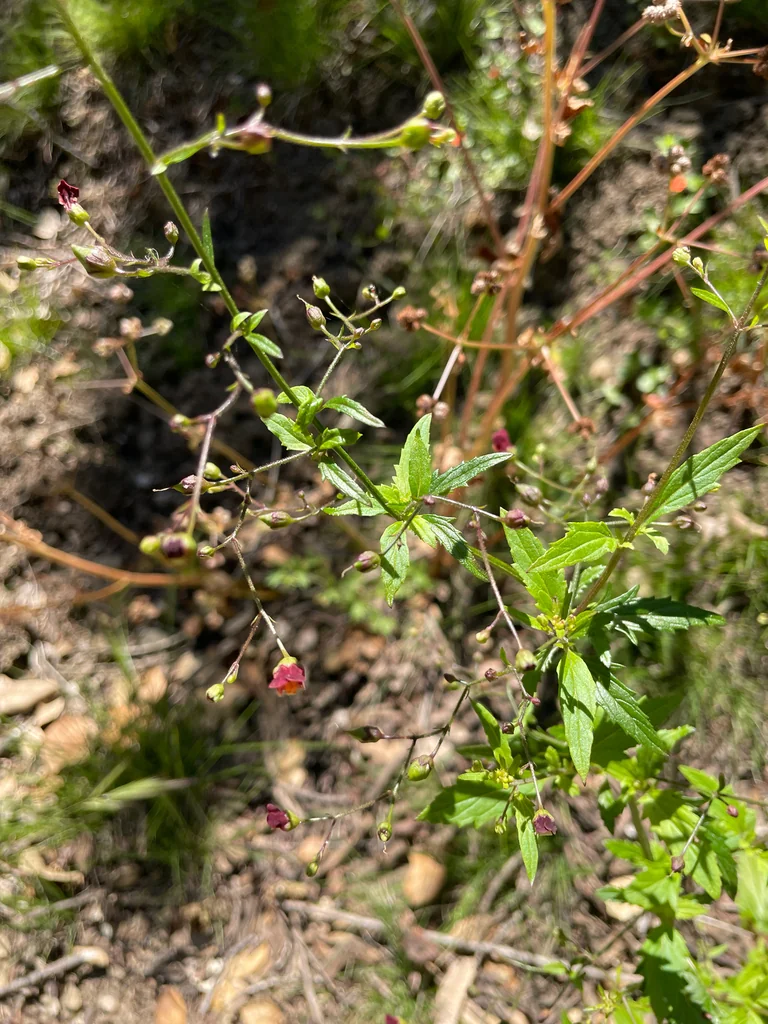 Scrophularia Californica