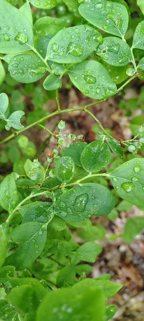 Vaccinium Pallidum