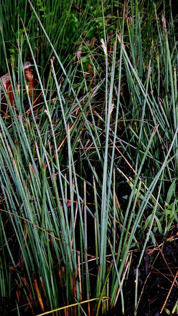 Juncus inflexus