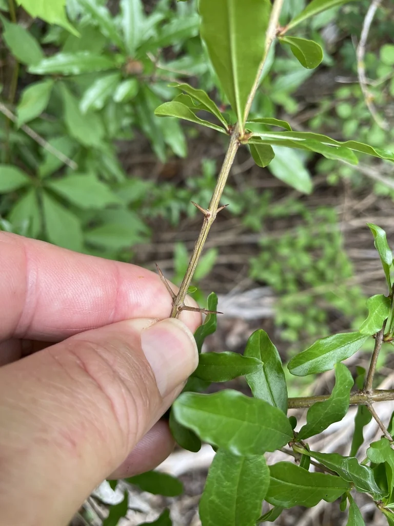 Punica granatum