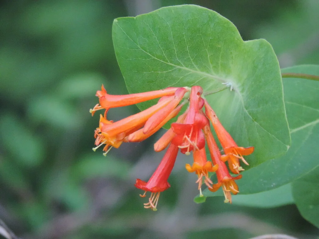 Lonicera Ciliosa