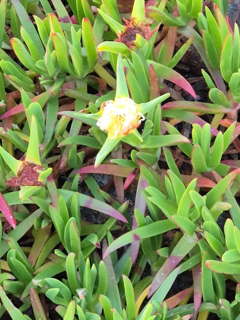Carpobrotus Edulis