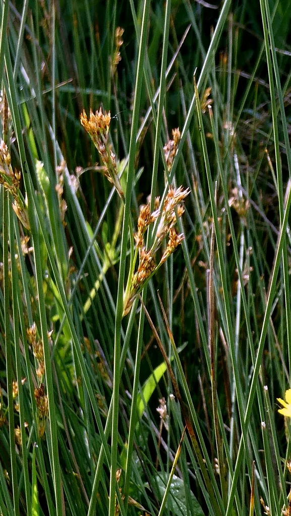 Juncus inflexus
