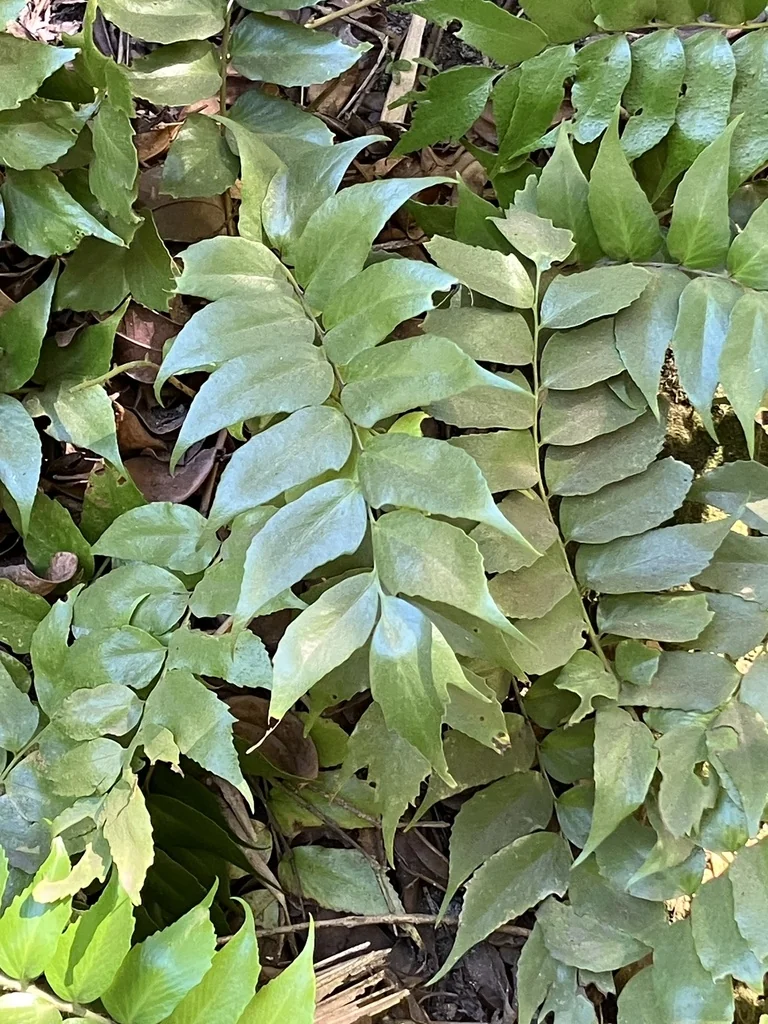 Cyrtomium Falcatum