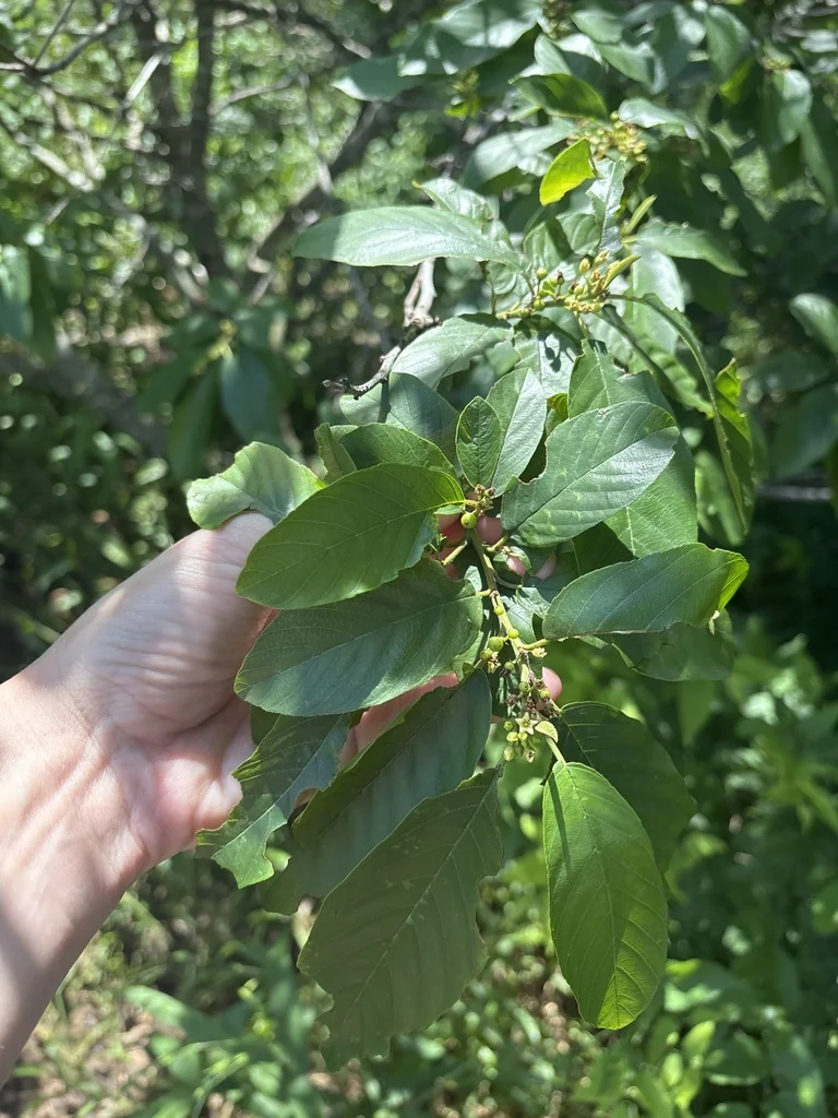 Rhamnus Caroliniana