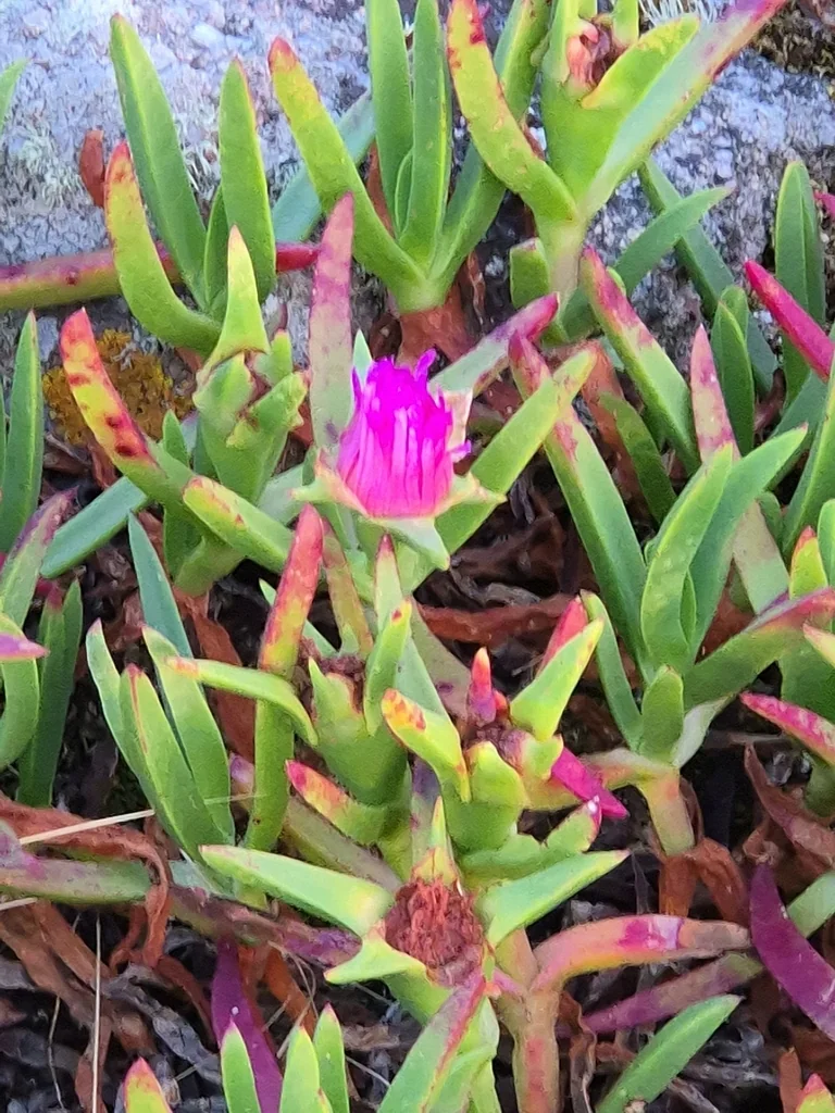 Carpobrotus Edulis