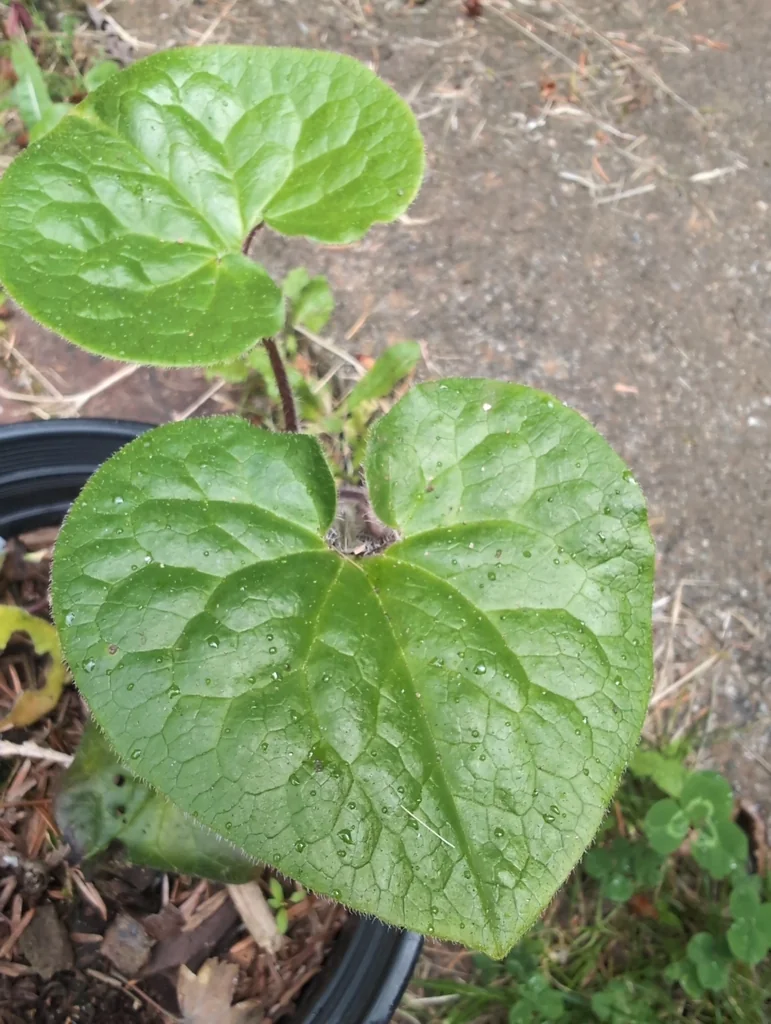 Asarum Caudatum