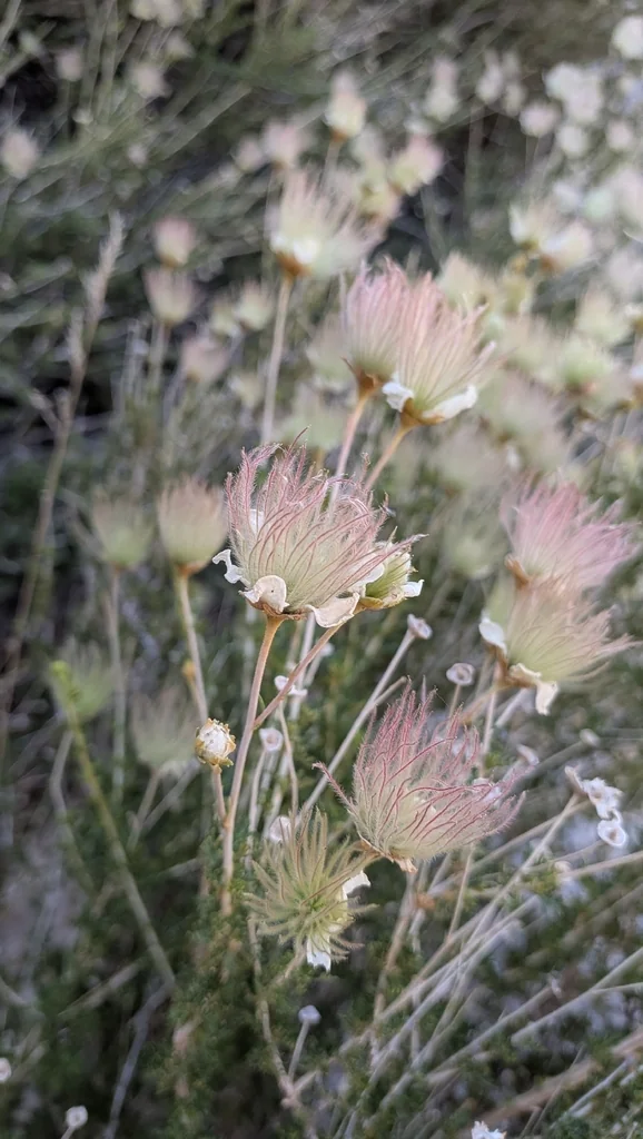 Fallugia Paradoxa