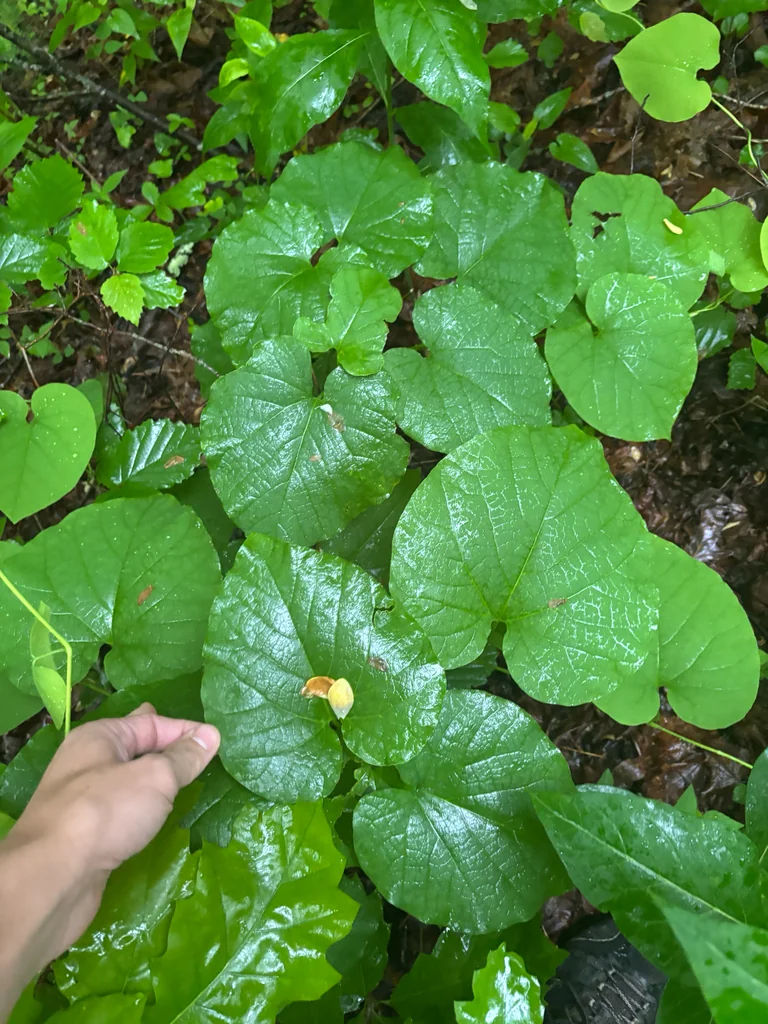 Aristolochia Durior