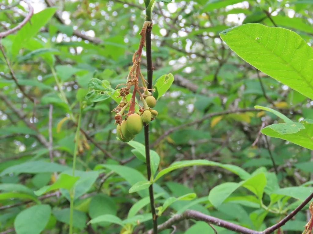 Oemleria Cerasiformis