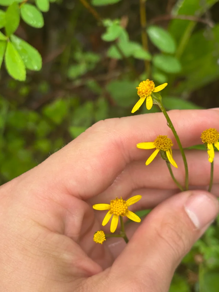 Senecio Aureus