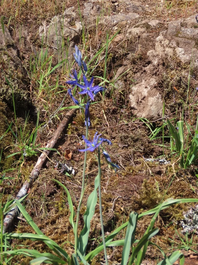 Camassia Leichtlinii