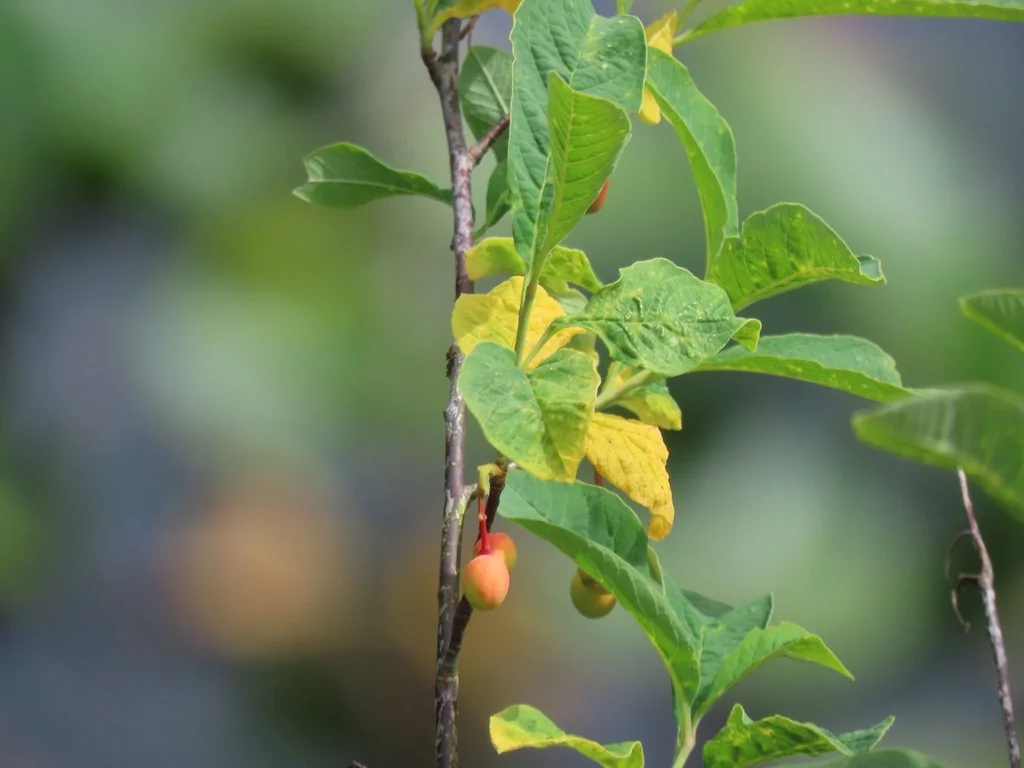 Oemleria Cerasiformis