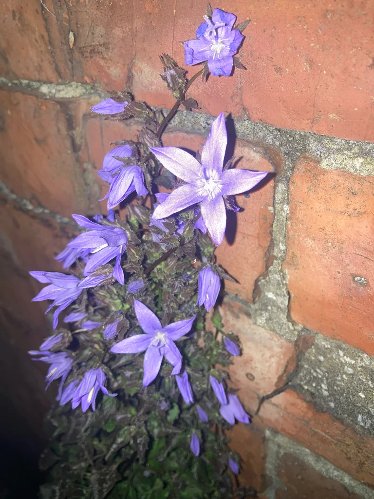 Campanula Poscharskyana