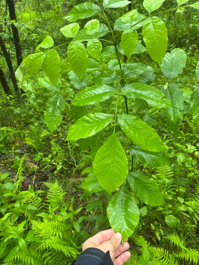 Fraxinus Americana