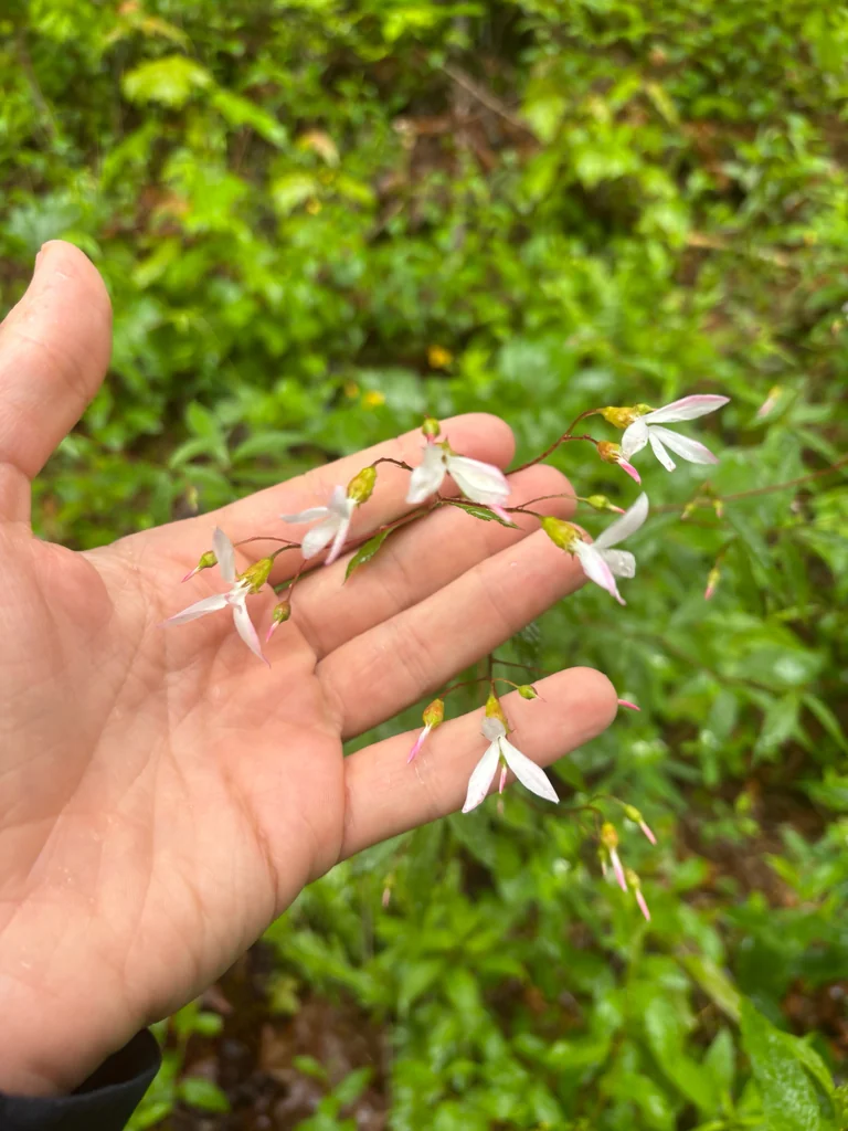 Porteranthus Trifoliatus