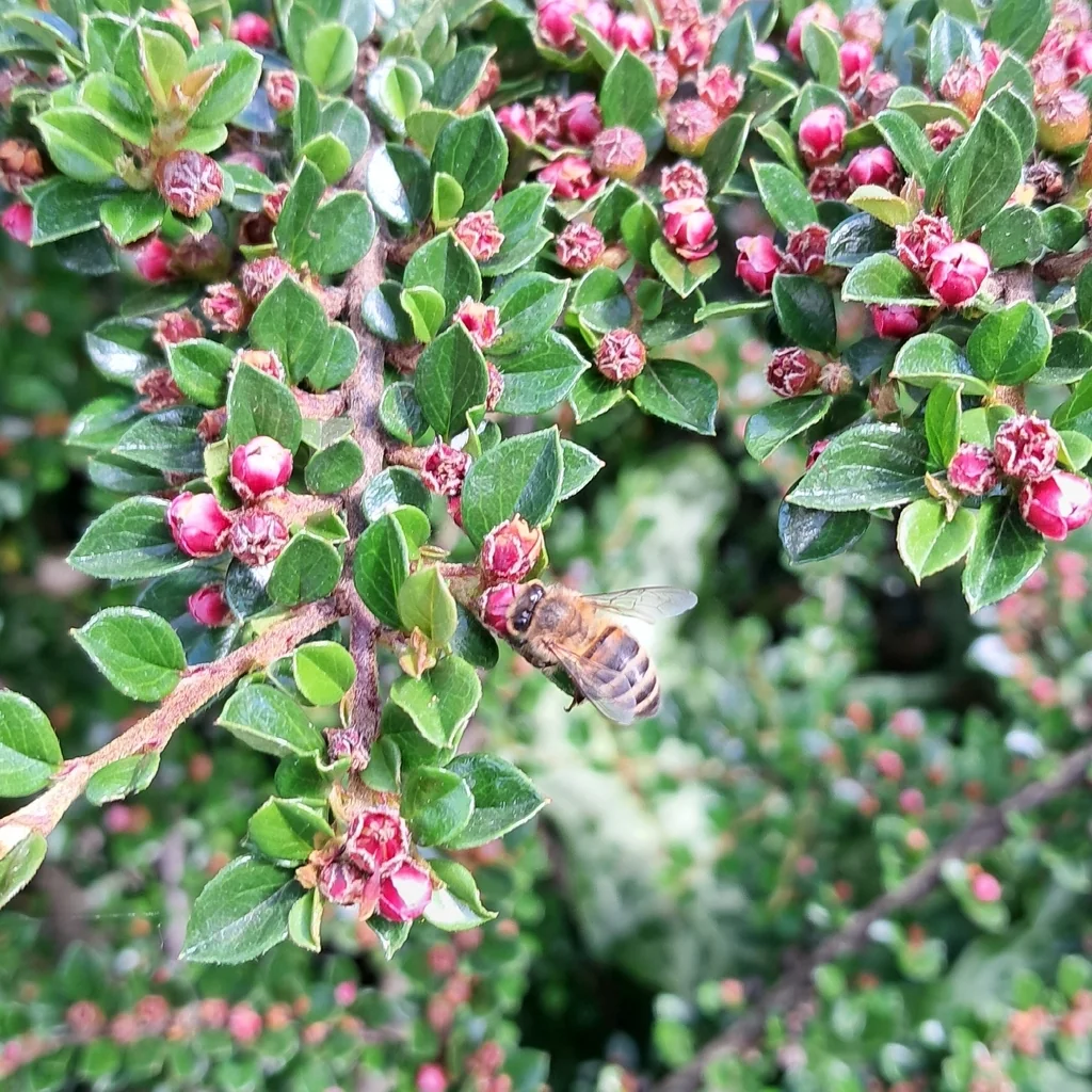 Cotoneaster Horizontalis