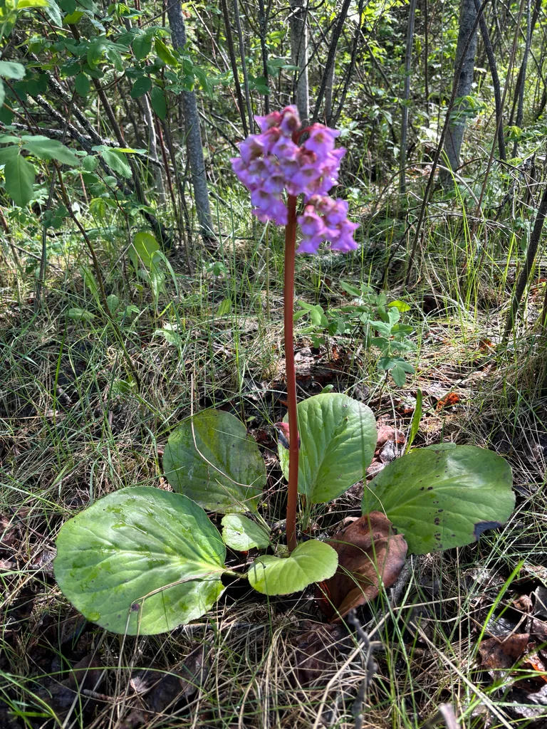 Bergenia Crassifolia