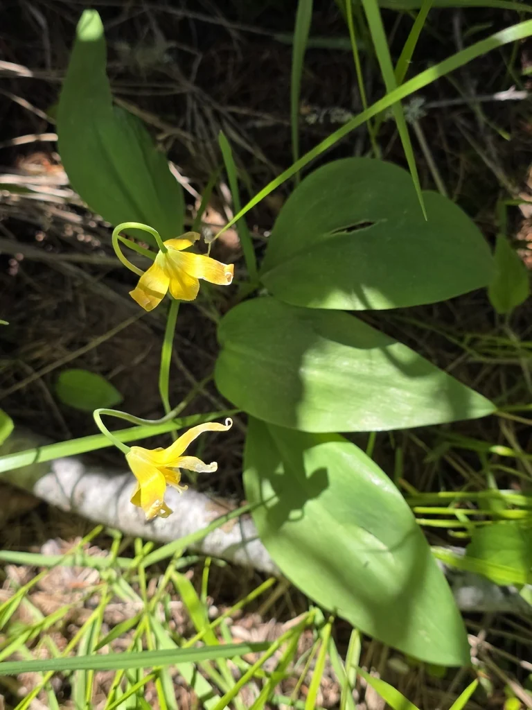 Erythronium Grandiflorum