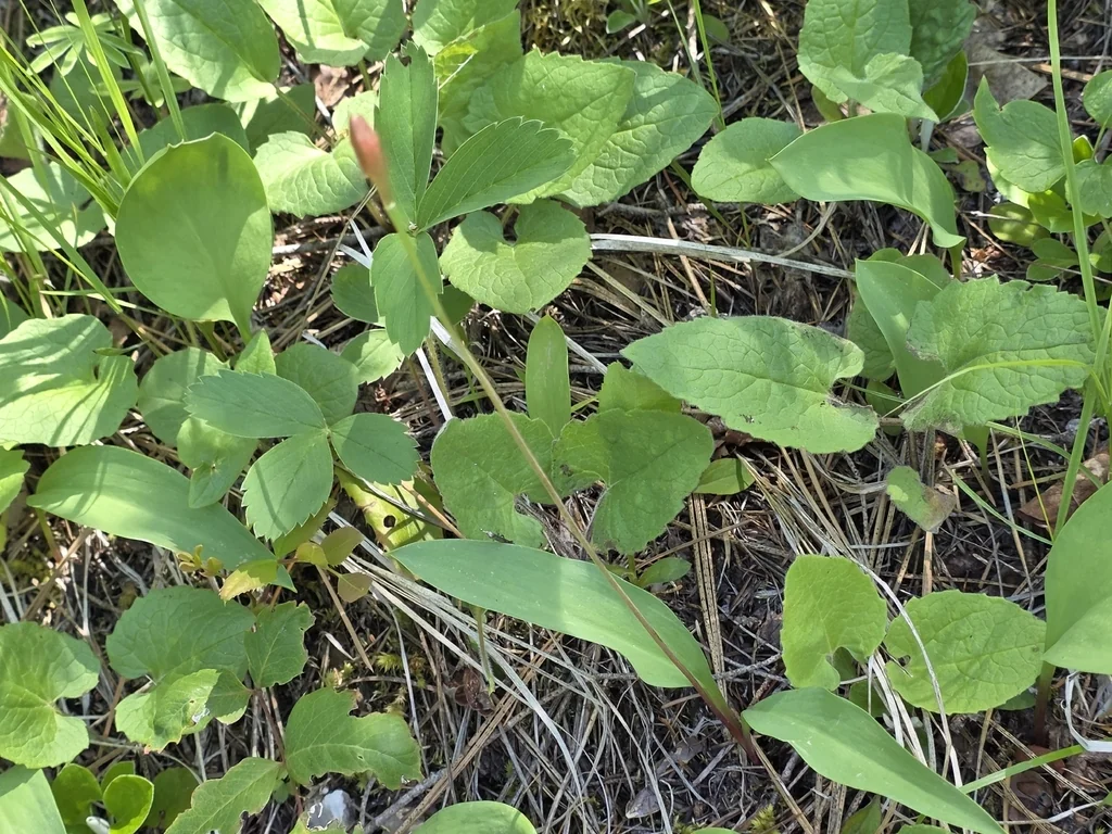 Erythronium Grandiflorum
