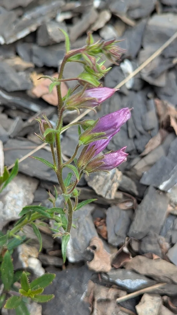 Penstemon Fruticosus