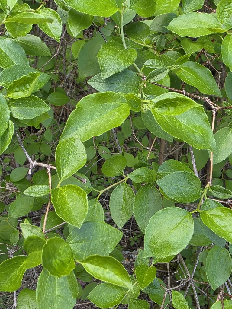 Philadelphus Lewisii
